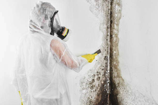 Best Toxic Mold Removal  in Fostoria, OH
