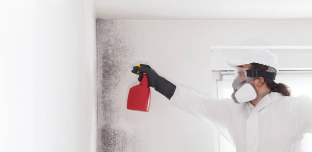 Best Professional Mold Removal  in Fostoria, OH