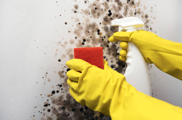 Professional Mold Removal in Fostoria, OH