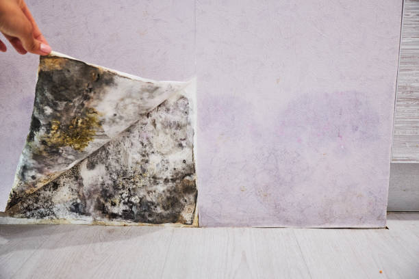 Best Office Mold Removal Services  in Fostoria, OH